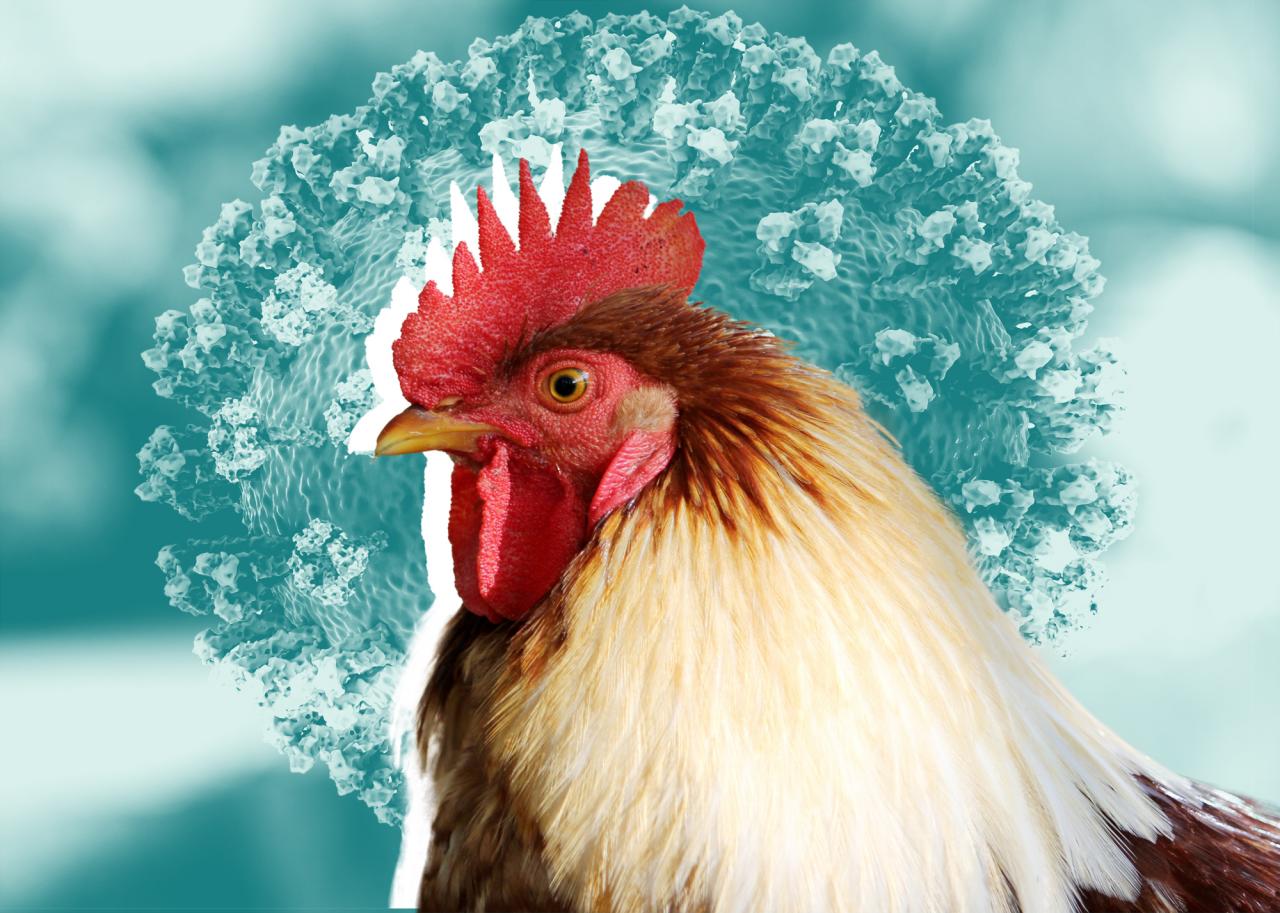 Avian flu particle pasieka photograph